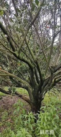 高度350厘米南丰蜜桔