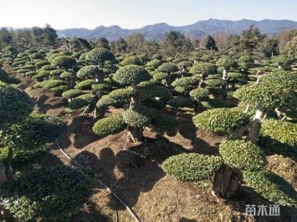 高度200厘米小叶女贞