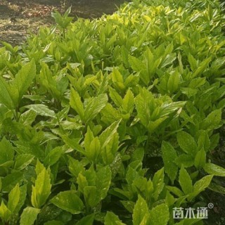 25厘米洒金珊瑚