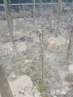 高度100厘米羽毛枫