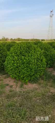 冠幅120厘米卫矛球