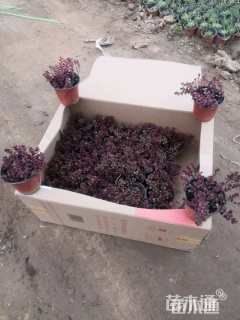 高度10厘米红景天