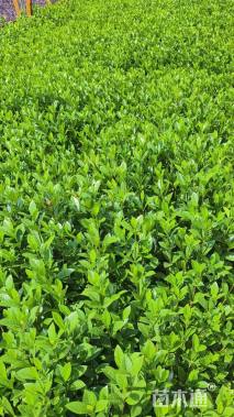 高度30厘米大叶栀子