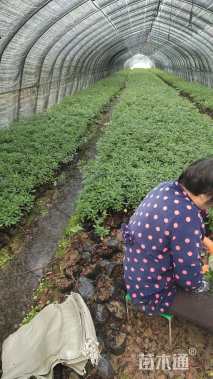 高度20厘米毛鹃