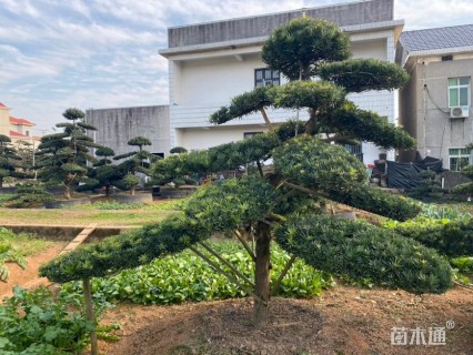 移栽苗造型罗汉松