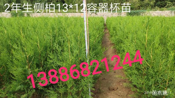 侧柏