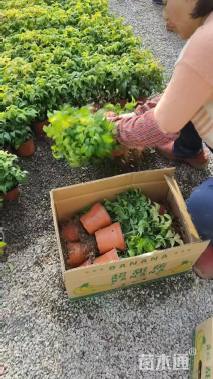 高度25厘米火焰南天竹