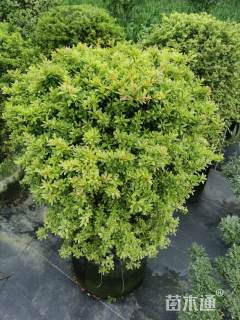 高度80厘米小丑火棘球