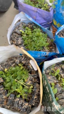 高度25厘米金花生