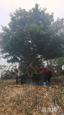 25公分红果冬青