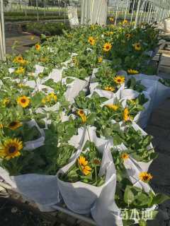 高度30厘米向日葵