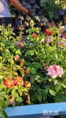 高度50厘米品种月季