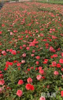 高度18厘米三角梅