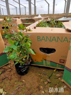 高度50厘米丰花月季小苗