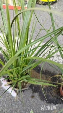 高度25厘米矮蒲苇