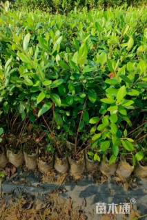 高度30厘米桃金娘