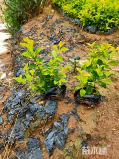 高度20厘米金叶假连翘