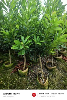 高度50厘米杨梅小苗