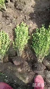 高度50厘米瓜子黄杨