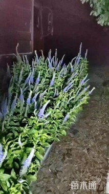 高度40厘米婆婆纳