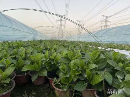 高度15厘米八仙花