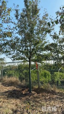 12公分彩叶豆梨