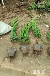 高度45厘米龙柏