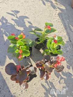 高度15厘米海棠小苗