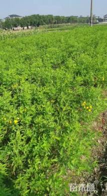 高度60厘米伞房决明