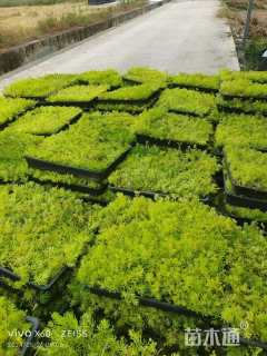 高度10厘米佛甲草