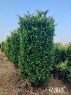 高度200厘米红叶石楠柱