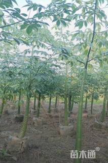 5公分美丽异木棉