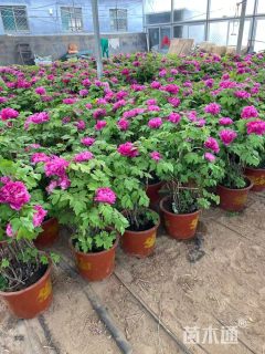 高度40厘米巴西野牡丹