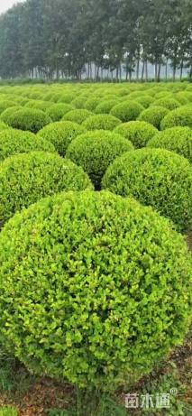 冠幅120厘米瓜子黄杨球