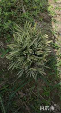 地栽苗菲白竹
