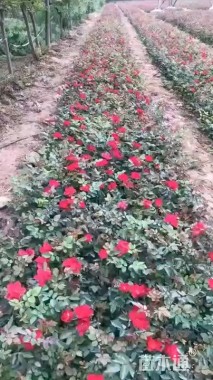 高度50厘米月季