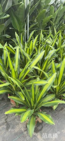 高度80厘米也门铁