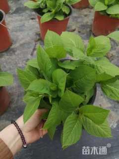 高度30厘米绣球