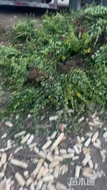 30厘米小叶扶芳藤