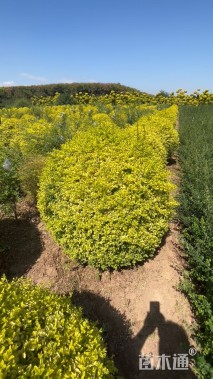 冠幅151厘米亮晶女贞球