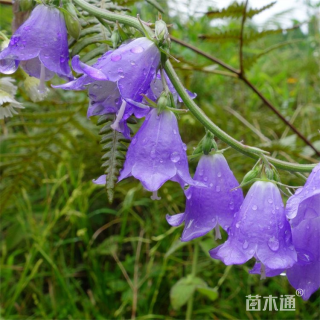 高度30厘米风铃草