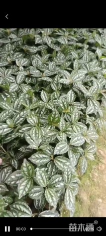 高度20厘米冷水花