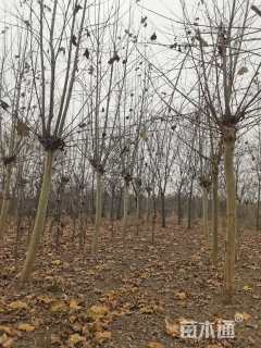 15公分速生法桐