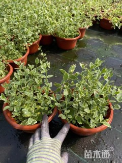 高度15厘米花叶蔓长春