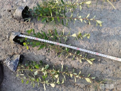 高度30厘米火棘