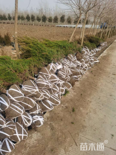 高度120厘米塔柏