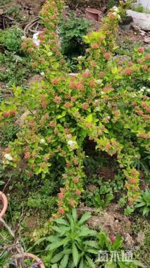 高度60厘米金叶风箱果