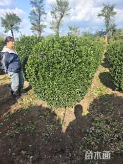 冠幅160厘米大叶黄杨球