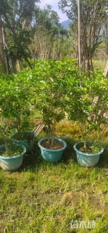 高度100厘米狗牙花