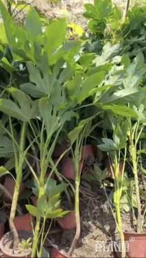 高度60厘米八角金盘